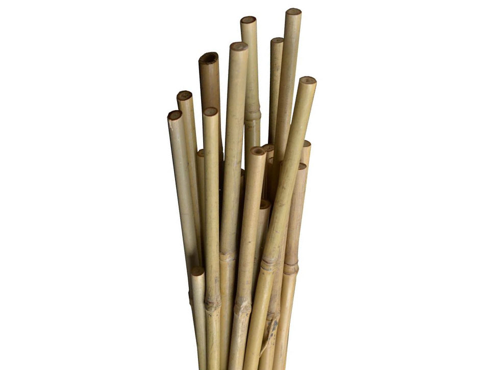 bamboo canes 60cm pk20 – Shiploads